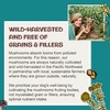 MycoDog Chaga Mushroom Supplement for Dogs - Immune Defense &