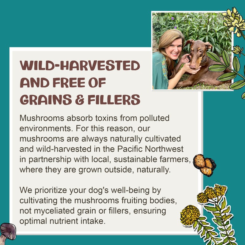 MycoDog Chaga Mushroom Supplement for Dogs - Immune Defense &