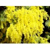 Seed-Top 100 Seeds Acacia Silver Wattle Yellow Mimosa Fresh
