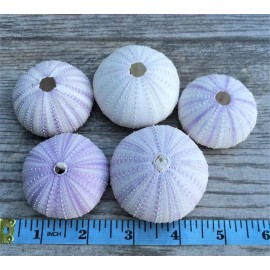 Sea Urchin Purple Sea Urchin Shell 5 Purple Sea Urchin Shells for Craft & Decor
