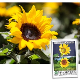 "Dwarf Sunspot" Sunflower Seeds for Planting, 25+ Flower Seeds Per Packet, (Isla's Garden Seeds), Non GMO & Heirloom Seeds, Botanical Name: Helianthus Annuus, Great Home Garden Gift