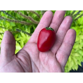 Calabrian Naso Di Cane Dog Nose Picante Calabrese Spicy Pepper of Calabria Premium Seed Packet