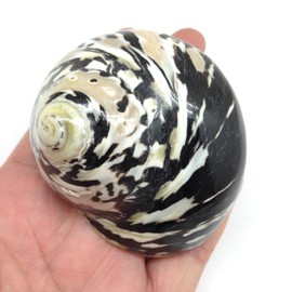 PEPPERLONELY 1 PC Black Polished Magpie Turbo Sea Shell, Hermit Crab Sea Shells, 2-1/2 Inch