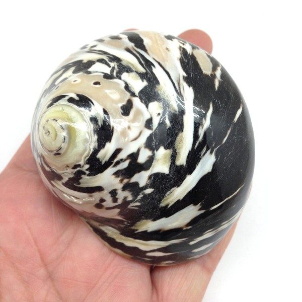 PEPPERLONELY 1 PC Black Polished Magpie Turbo Sea Shell, Hermit