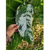 Smoot's Farm Variated Dieffenbachia Dumb Cane Live Plant Cutting Rare