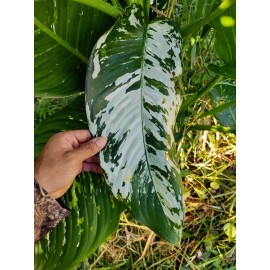 Smoot's Farm Variated Dieffenbachia Dumb Cane Live Plant Cutting Rare