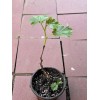 Grapevine Kyoho Grape 7” With Pot Seedling Live Plant Ready