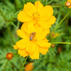 Eden Brothers Sulphur Cosmos Seeds - Sulphur Carpet Mix