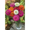 Burpee Cut & Come Again Zinnia Seeds 375 seeds