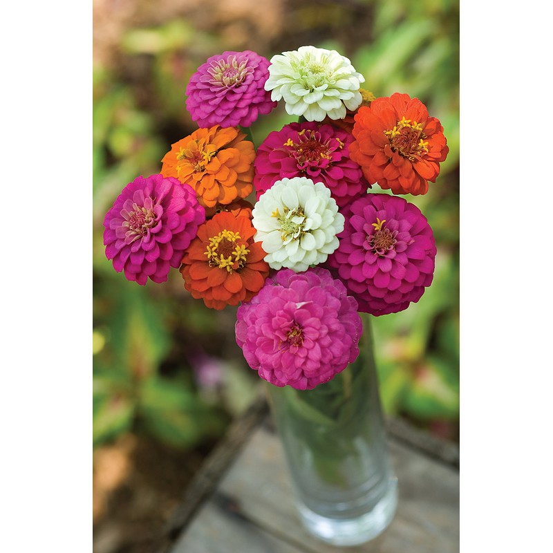 Burpee Cut & Come Again Zinnia Seeds 375 seeds