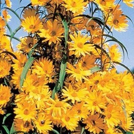 CZ GRAIN Giant Maximillian Sunflower Seeds - Perennial Sunflower - 200+ Seeds - USA Ship