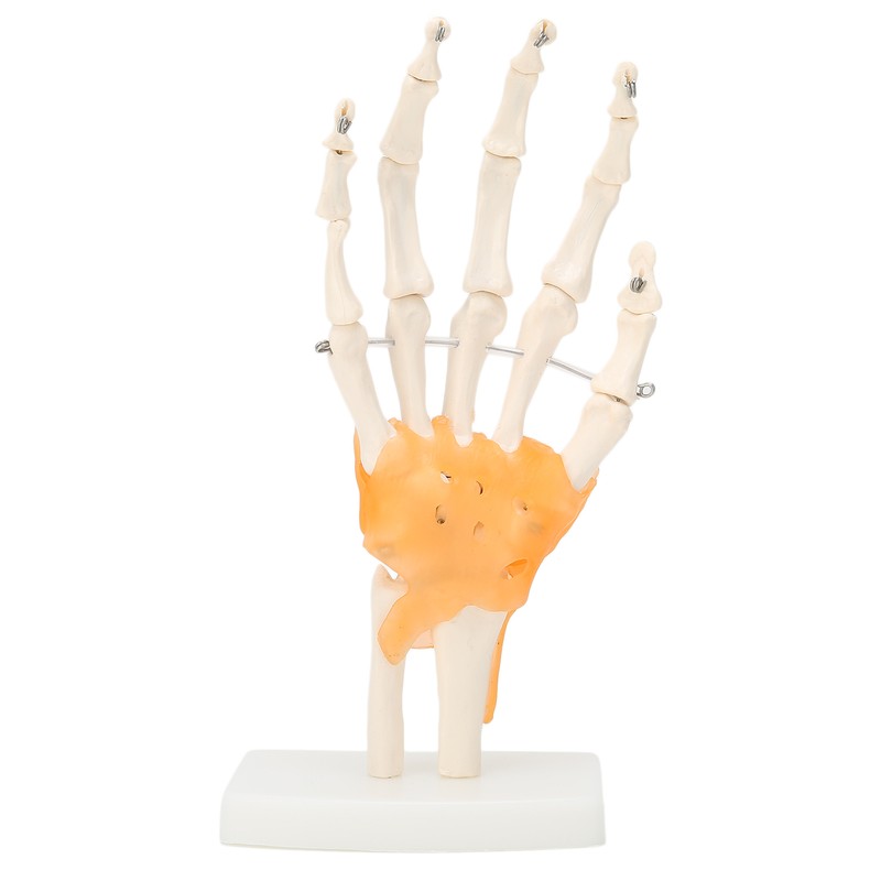 Human Hand Model Hand Joint Display Model for Patient Training