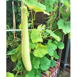 TomorrowSeeds - Big Green Sausage Bottle Gourd Seeds - 30+ Count - for 2025 Planting Lagenaria Siceraria UPO Opo Snake Melon Long Calabash Dudhi Lauki Squash Grow Your Own Home Farm Patio Healthy