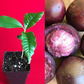 yunakesa Caimito Purple Star Apple Chrysophyllum cainito Seedling Plant Potted Fruit Tree