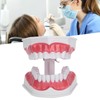 Dental Teaching Teeth Model 2X Magnifying Teeth Model Dentist Teaching