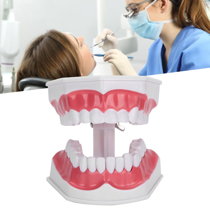 Dental Teaching Teeth Model 2X Magnifying Teeth Model Dentist Teaching