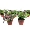 Mini Terrarium Plants (2 Plants) Fairy Garden Plants (Assorted Varieties)