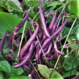 TomorrowSeeds Royal Burgundy Bean Seeds | NON GMO Purple Green Beans Vegetable Seed 2025 - 90+ Count