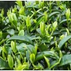 25 Camellia Seeds Camellia sinensis Chinese Green Tea Seeds Tea