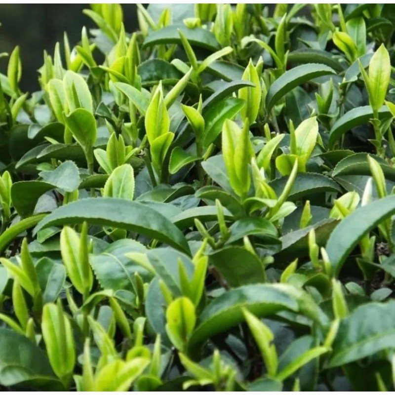 25 Camellia Seeds Camellia sinensis Chinese Green Tea Seeds Tea