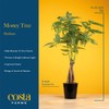 Costa Farms Money Tree Live Plant | 12-16 Inches Tall