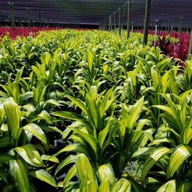 Green Hawaiian Ti Leaf Plant Starter, 6-10 in. Tall, Rooted 2.5 in. Pot, Beautiful for Indoor or Outdoor