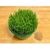 Non GMO Wheatgrass Seed for Sprouting or Cat Grass USA