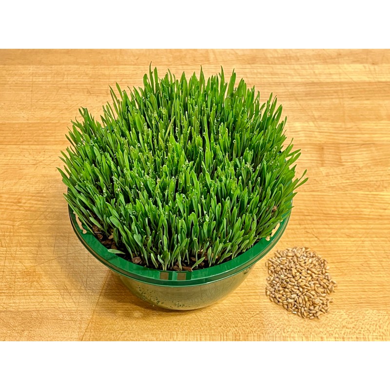 Non GMO Wheatgrass Seed for Sprouting or Cat Grass USA