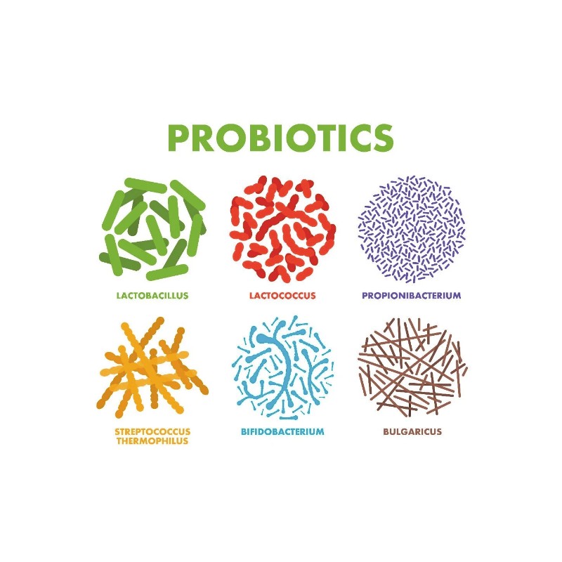Raw Probiotics 100 Billion CFU Potency Digestive Immune Health 60