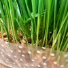 Organic Cat Grass Kit 3 Pack | Non GMO Mixed