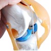 monolife Knee Joint Model, Knee Joints, Ligaments, Meniscus Model, Medical,