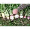 Deer Food Plot Supplies From Real World Wildlife Products RWWP