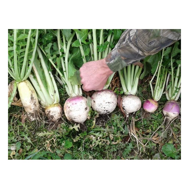 Deer Food Plot Supplies From Real World Wildlife Products RWWP