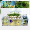 Aquaponic Fish Tank 4-Grid Desktop Fish Tank Rectangle Acrylic Betta