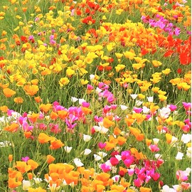 TomorrowSeeds - 7 Colors Mix California Poppy Seeds - 500+ Count - for 2025 Planting Rainbow Poppies Mixed Colors Formula Drought Tolerant USA Garden Flower Grow Your Own Home Farm Patio Healthy