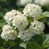 Shrub 2 Chicago Lustre Viburnum Shrubs - 10-18" Tall Seedlings,
