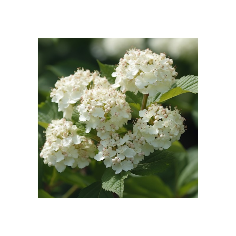 Shrub 2 Chicago Lustre Viburnum Shrubs - 10-18" Tall Seedlings,
