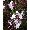 Pink Star Jasmine Five Cuttings To Start Plants *Fragrant