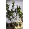 Mightyoaktreenursery.com Myrtle Leaf Orange 14-20” tall (Citrus myrtifolia) Chinotto 2.5"