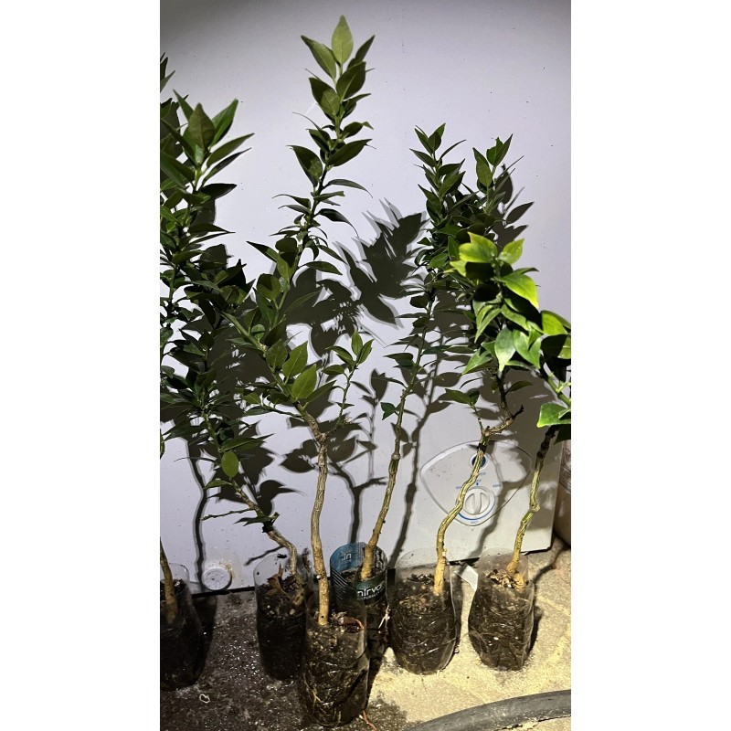 Mightyoaktreenursery.com Myrtle Leaf Orange 14-20” tall (Citrus myrtifolia) Chinotto 2.5"