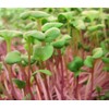 Todd's Seeds Radish Microgreen & Sprouting Seed Sampler - Includes