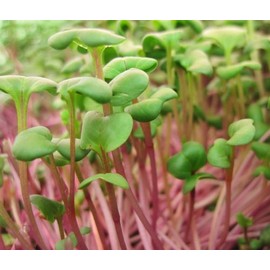 Todd's Seeds Radish Microgreen & Sprouting Seed Sampler - Includes 4 Unique Radish Seed Varieties