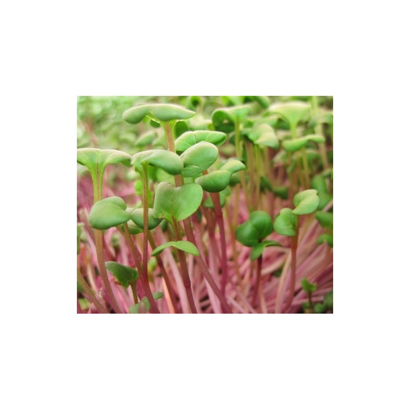 Todd's Seeds Radish Microgreen & Sprouting Seed Sampler - Includes