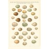Songbird Egg Chart by Wild Apple Portfolio -
