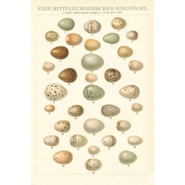 Songbird Egg Chart by Wild Apple Portfolio -