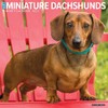 Just Mini Pinschers 2023 Wall Calendar