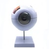 Sudemota 6x Enlarged Anatomical Model of the Human Eye, Anatomically