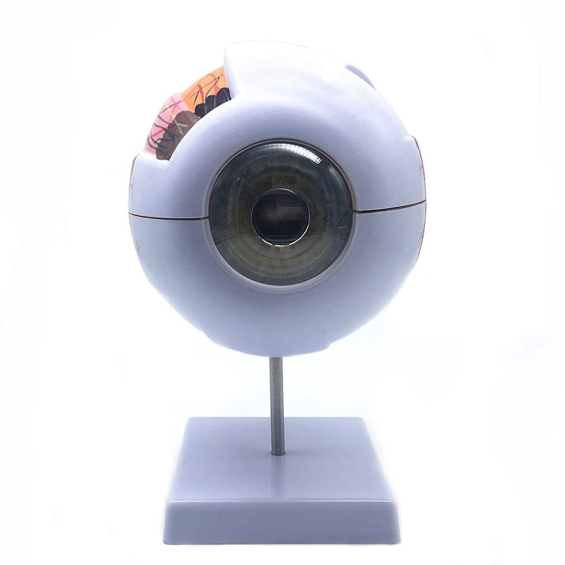 Sudemota 6x Enlarged Anatomical Model of the Human Eye, Anatomically