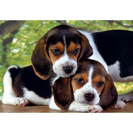 Clementoni Jigsaw Puzzle Collection - Close Together 500 Pieces - Poster Included, Puzzle For Adults 14-99 Years, Gift For Men/Women, Animals, Beagle, Made In Italy, 35536