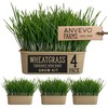 Organic Wheatgrass Premium Grow Kit 4 Pack | Whetagrass Juice